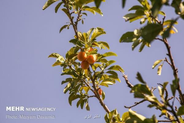 آلو میوه ای با خواص درمانی